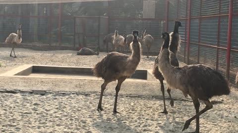 The Enigmatic World of Ostriches