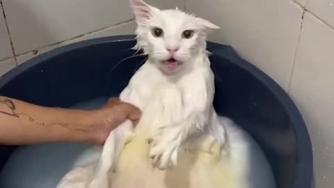 Gato no banho