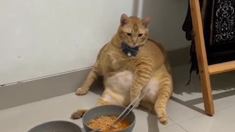 cute cat waiting to eat