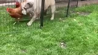 Bulldog Loves His Chickens Just A Little Too Much
