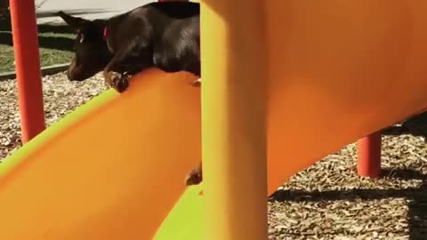 Black lab yellow slide fail