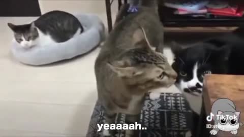 Compilation of Cats Talking