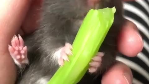 ​ #​ hamster eat Shot on iPhone meme hamster baby eating 2021