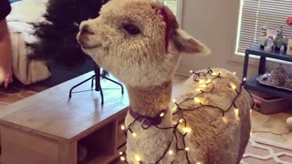 Alpaca Shows off Christmas Spirit