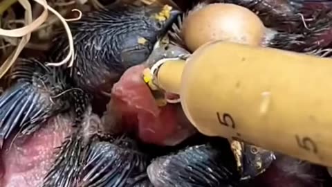 Rescue baby birds