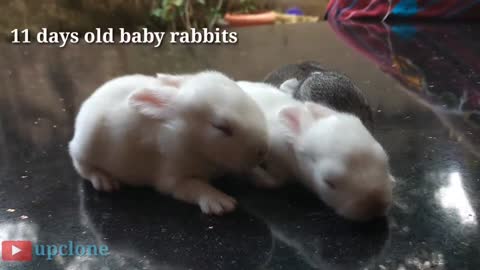 Cute baby rabbits playing