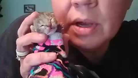 Feeding baby kitten