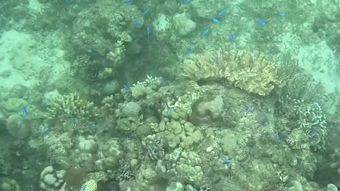 Snorkeling Adventures Philippines. Beautiful new coral growth and some amazing fish