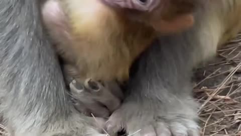 little monkey attracted by sound