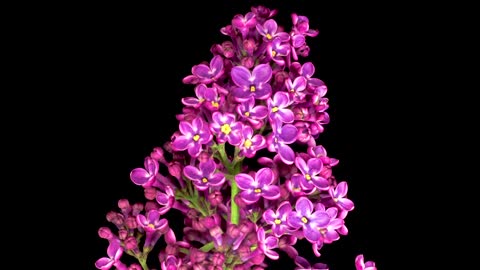 Lilacs opening their petals on a dark background