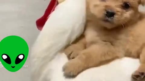 Amazing Friendship of Cute Puppy and Parot