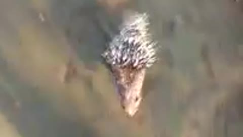 Cute porcupine played with the owner