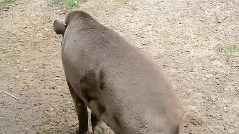 Fat, long-nosed pig
