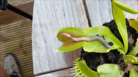 Venus flytrap eats a worm.