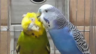 Such a cute couple: budgies