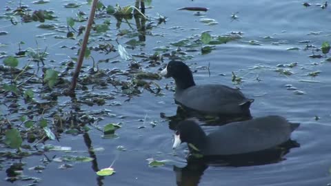 Ducks in a pond foraging for food and swimming around