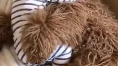 dog holding baby while sleeping