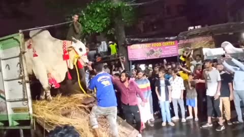 Biggest ox of Hossain dairy farm unloading slide 😱