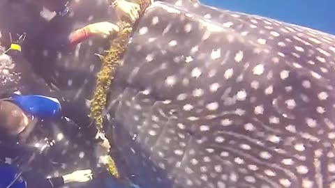 The whale shark asks humans for help