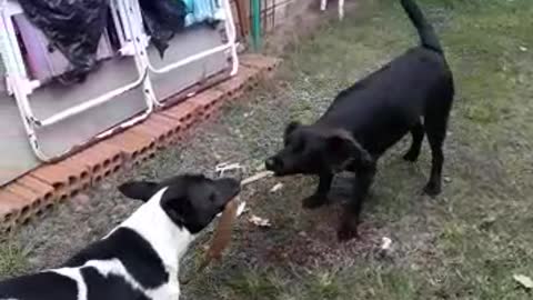 Funny dogs videos - Flokinho and Nina fighting for the sock 2 - Flokinho e Nina brigando pela meia 2