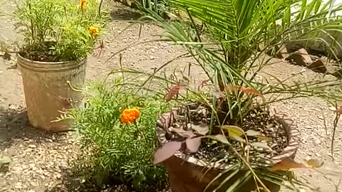Beautiful garden at Rishi's in Rishikesh