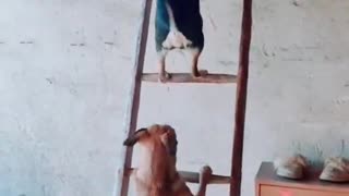 Dogs on a Ladder