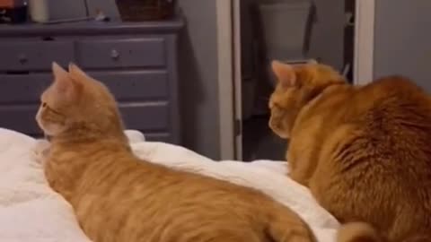 Funny cat and dog videos #cat and dogs