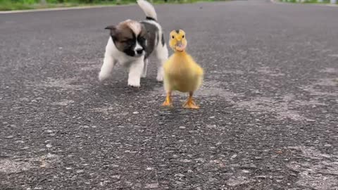 Adventures with Dog, Duck, and Turtle Friends! 🌟🐾🦆🐢