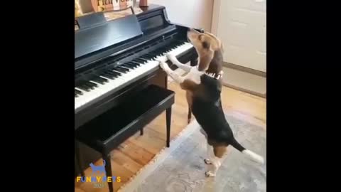 funny dog play with paino