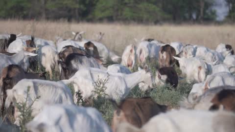 Goat herd walking and grazing on a meadow and eats grass