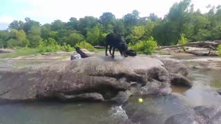 Dog uses the river's flow to play fetch with himself