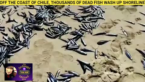 Thousands of fish wash up the Chili coastline