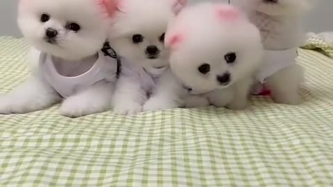 Cute Pomeranian puppy tiktok video
