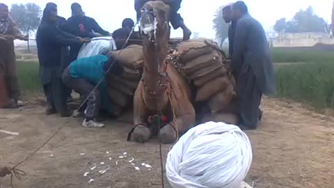 Khan SHAHSHI KHAN FROM DADYAAL AJK camel weight lifting 34 man