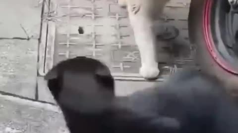 Funny Dogs Fight