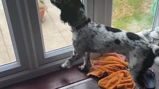 Dog is furious when cat enters the garden