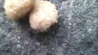 Formigas famintas comendo comida de gato durante o inverno [Nature & Animals]
