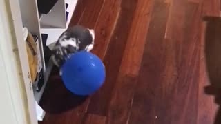 Bunny Enjoys Chasing Balloons Around the House.