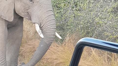 Two Elephants Having a Disagreement