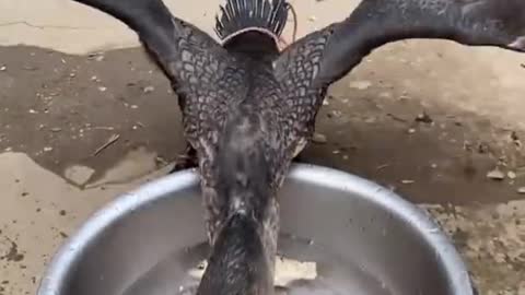 Great Cormorant is a bird that eat the whole fish instantly
