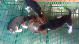 Beagles Take Breakfast in Turns