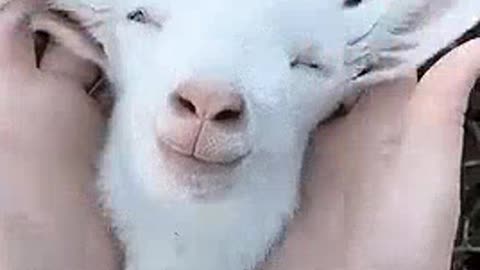 Goats make people confused and very funny