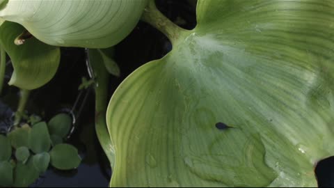 Tadpoles water hyacinth is very small.