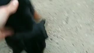 puppy stole a slipper