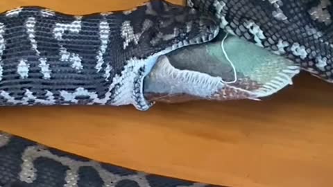 This is crazy!!! Carpet python eats dog blanket.