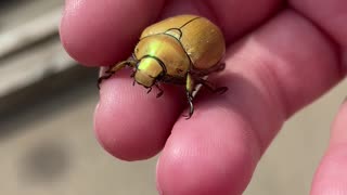 Beautiful Beetle