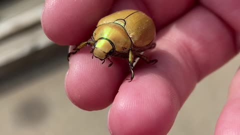 Beautiful Beetle