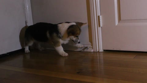 Adorable Corgi puppy battles a door stop