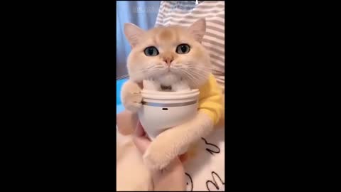 Adorable and cute cat videos