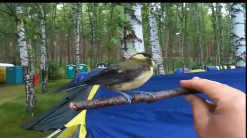Bird fearlessly sings on a stick